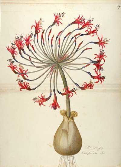 Giglio di Giuseppina (Brunsvigia josephinae), Amaryllidaceae da Maddalena Lisa Mussino