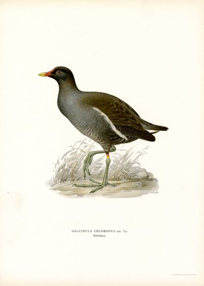 Gallinella d