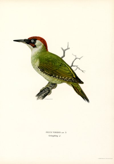 Picchio verde da Magnus Ferdinand and Wilhelm von Wright