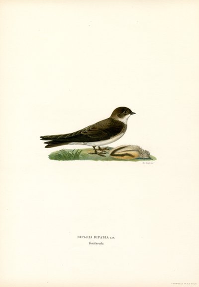 Rondine di sabbia da Magnus Ferdinand and Wilhelm von Wright
