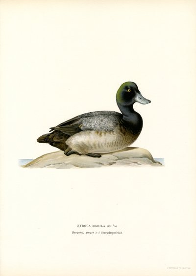Moretta americana da Magnus Ferdinand and Wilhelm von Wright