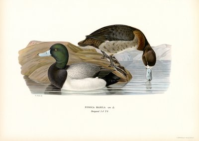 Moretta americana da Magnus Ferdinand and Wilhelm von Wright