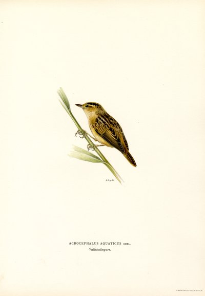 Cannaiola acquatica da Magnus Ferdinand and Wilhelm von Wright