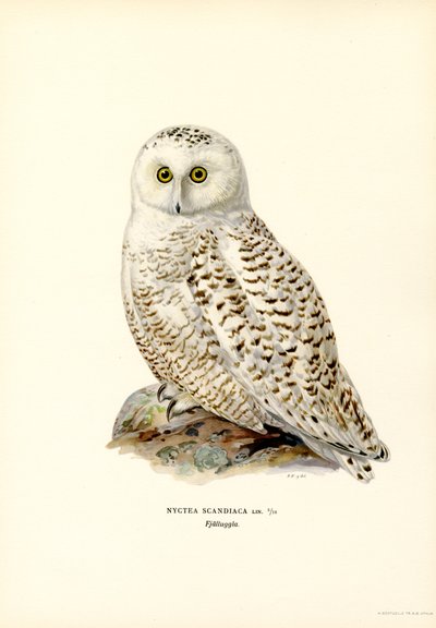 Gufo artico da Magnus Ferdinand and Wilhelm von Wright