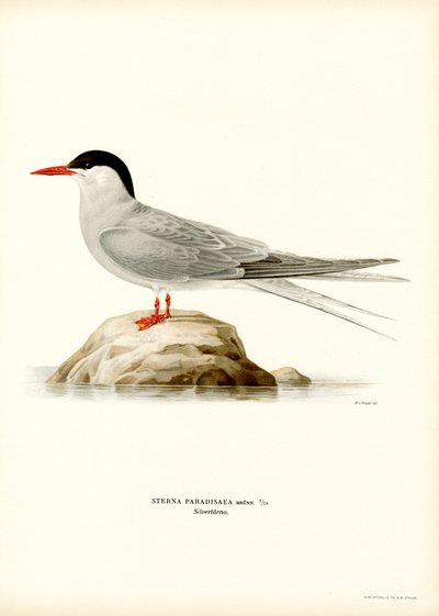 Sterna artica da Magnus Ferdinand and Wilhelm von Wright