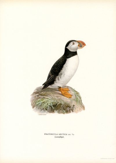 Pulcinella di mare da Magnus Ferdinand and Wilhelm von Wright