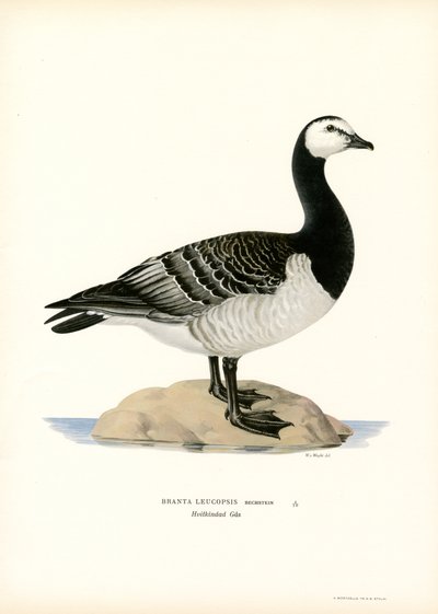 Oca colombaccio da Magnus Ferdinand and Wilhelm von Wright