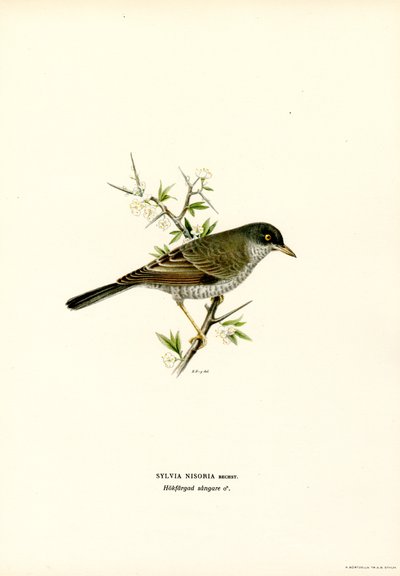 Sterpazzola da Magnus Ferdinand and Wilhelm von Wright