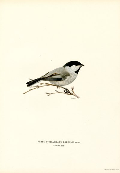 Cinciallegra dal cappuccio nero da Magnus Ferdinand and Wilhelm von Wright