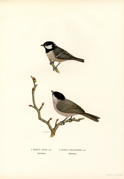 Cincia dal ciuffo da Magnus Ferdinand and Wilhelm von Wright