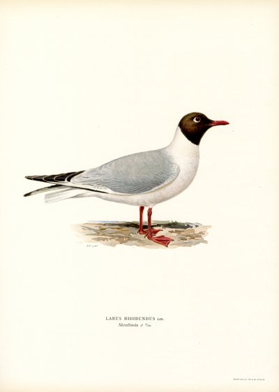 Gabbiano comune da Magnus Ferdinand and Wilhelm von Wright