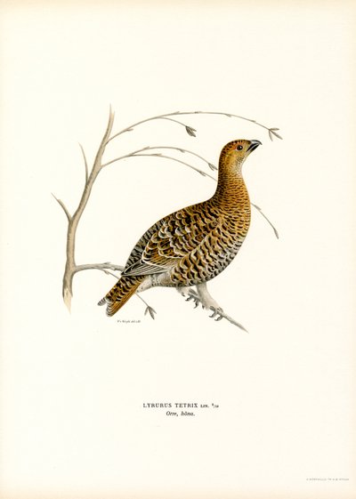 Gallo cedrone da Magnus Ferdinand and Wilhelm von Wright