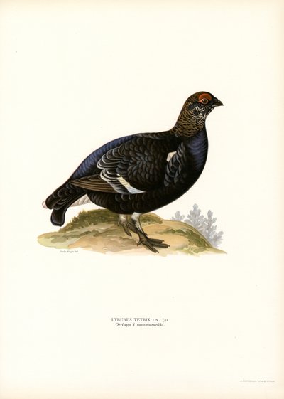 Gallo cedrone nero da Magnus Ferdinand and Wilhelm von Wright
