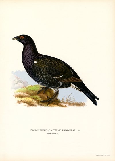 Gallo cedrone, Gallo forcello da Magnus Ferdinand and Wilhelm von Wright