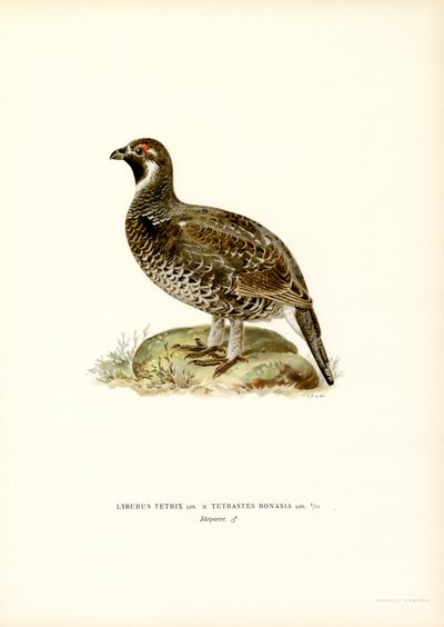 Gallo cedrone x Gallo forcello da Magnus Ferdinand and Wilhelm von Wright
