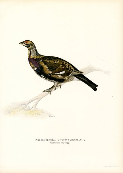 Gallo cedrone nero x Gallo cedrone occidentale da Magnus Ferdinand and Wilhelm von Wright