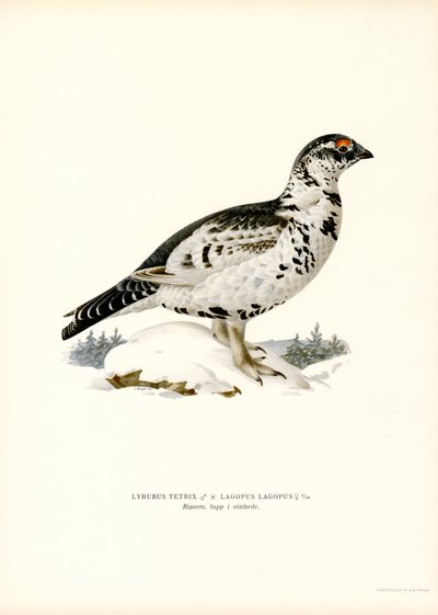 Gallo cedrone x Pernice bianca da Magnus Ferdinand and Wilhelm von Wright