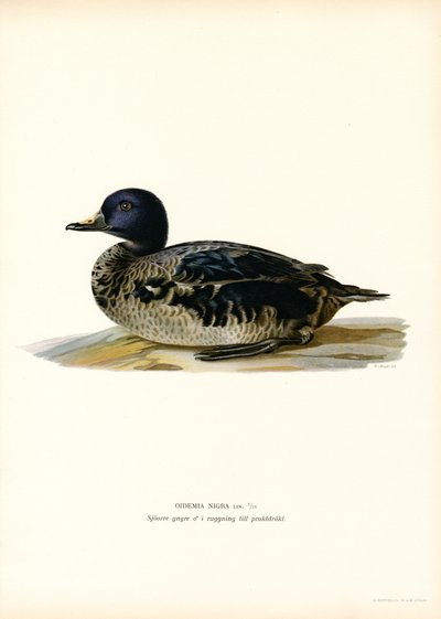 Orchetto marino da Magnus Ferdinand and Wilhelm von Wright