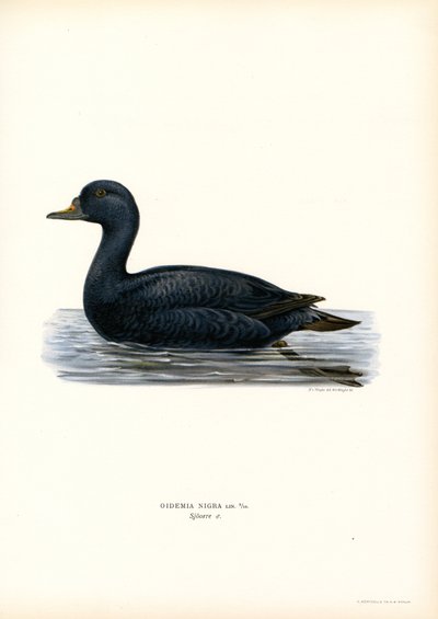 Orchetto marino da Magnus Ferdinand and Wilhelm von Wright