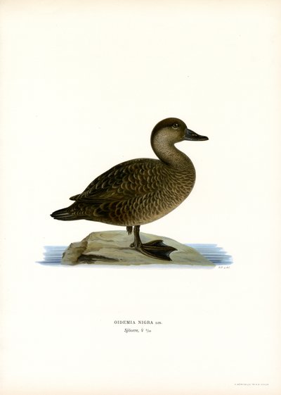Orchetto marino da Magnus Ferdinand and Wilhelm von Wright