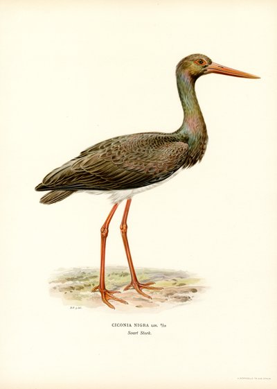 Cicogna nera da Magnus Ferdinand and Wilhelm von Wright
