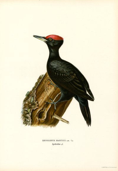 Picchio nero da Magnus Ferdinand and Wilhelm von Wright
