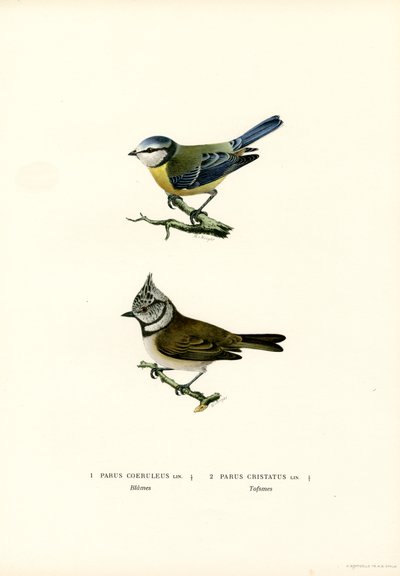 Cinciarella da Magnus Ferdinand and Wilhelm von Wright
