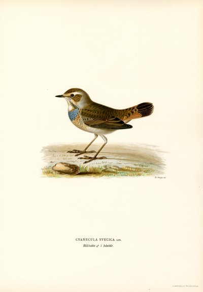Pettazzurro da Magnus Ferdinand and Wilhelm von Wright