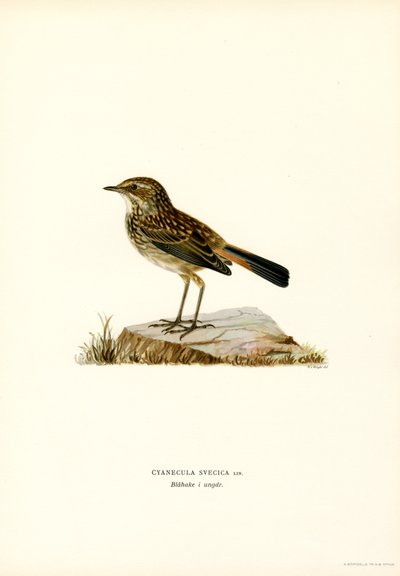 Pettazzurro da Magnus Ferdinand and Wilhelm von Wright