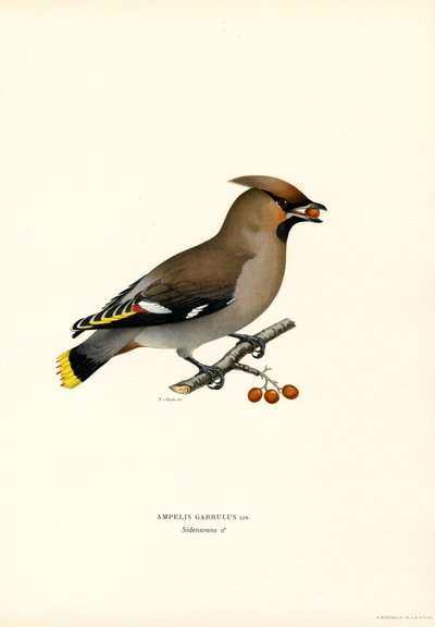 Beccofrusone da Magnus Ferdinand and Wilhelm von Wright