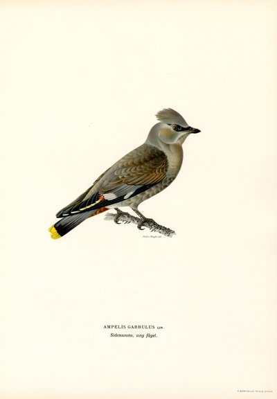 Beccofrusone da Magnus Ferdinand and Wilhelm von Wright