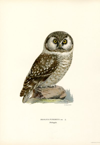 Civetta boreale da Magnus Ferdinand and Wilhelm von Wright