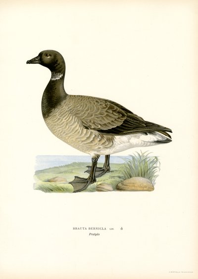Oca branta da Magnus Ferdinand and Wilhelm von Wright