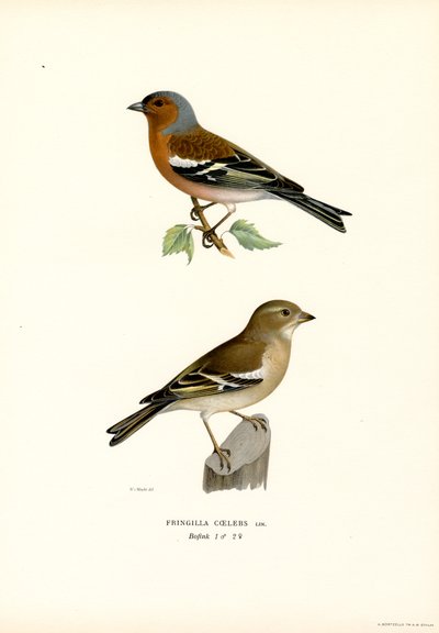 Fringuello comune da Magnus Ferdinand and Wilhelm von Wright