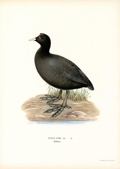 Folaga da Magnus Ferdinand and Wilhelm von Wright