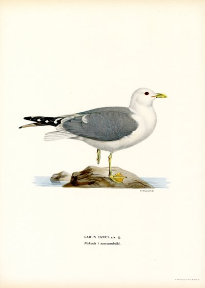 Gabbiano comune da Magnus Ferdinand and Wilhelm von Wright