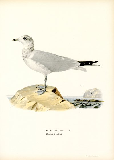 Gabbiano comune da Magnus Ferdinand and Wilhelm von Wright