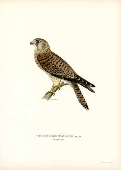 Gheppio comune da Magnus Ferdinand and Wilhelm von Wright