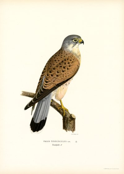 Gheppio comune da Magnus Ferdinand and Wilhelm von Wright