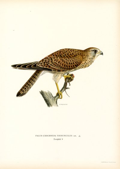 Gheppio comune da Magnus Ferdinand and Wilhelm von Wright