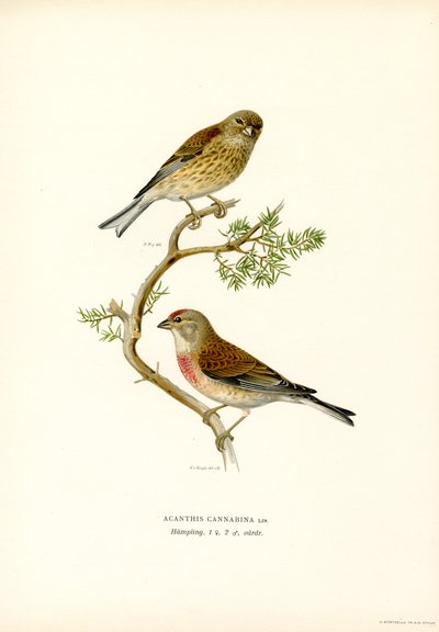 Fanello da Magnus Ferdinand and Wilhelm von Wright