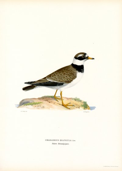 Corriere grosso da Magnus Ferdinand and Wilhelm von Wright
