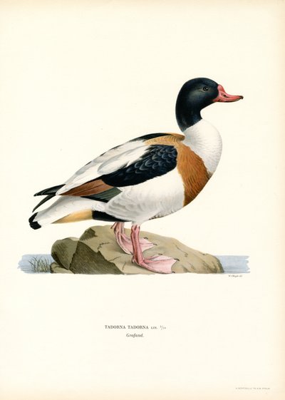 Volpoca da Magnus Ferdinand and Wilhelm von Wright