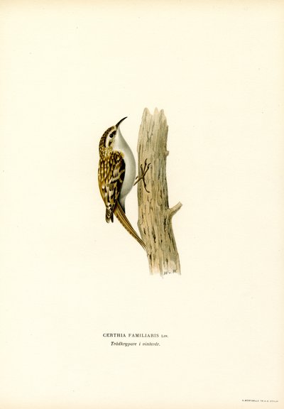 Rampichino comune da Magnus Ferdinand and Wilhelm von Wright