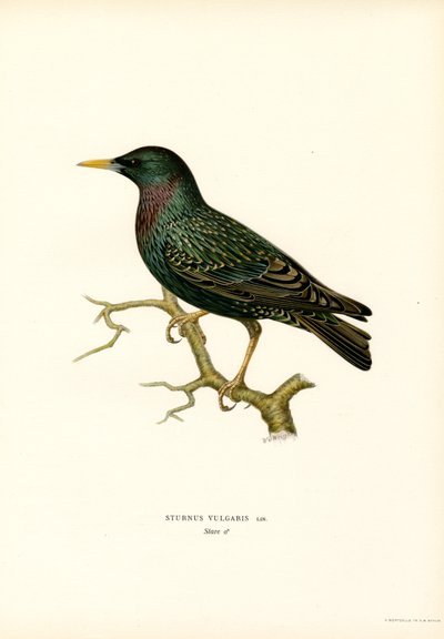 Storno comune da Magnus Ferdinand and Wilhelm von Wright