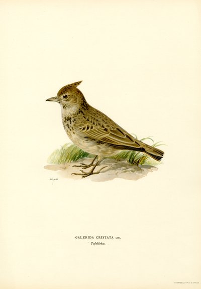 Allodola crestato da Magnus Ferdinand and Wilhelm von Wright
