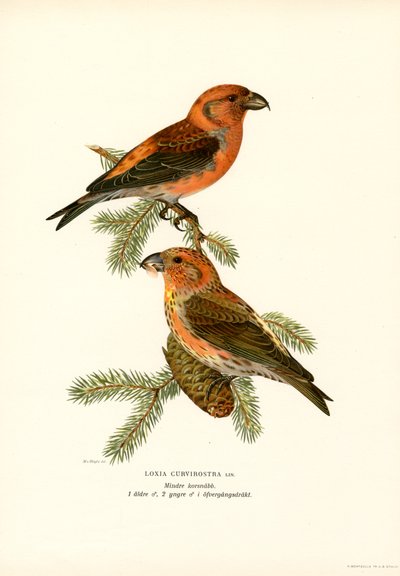 Crociere da Magnus Ferdinand and Wilhelm von Wright