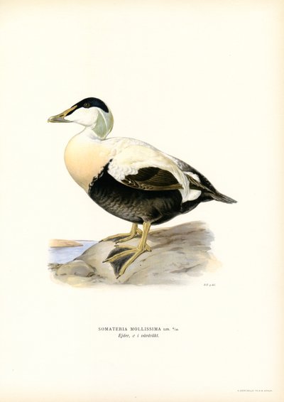Edredone da Magnus Ferdinand and Wilhelm von Wright