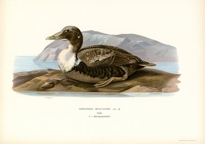 Edredone da Magnus Ferdinand and Wilhelm von Wright