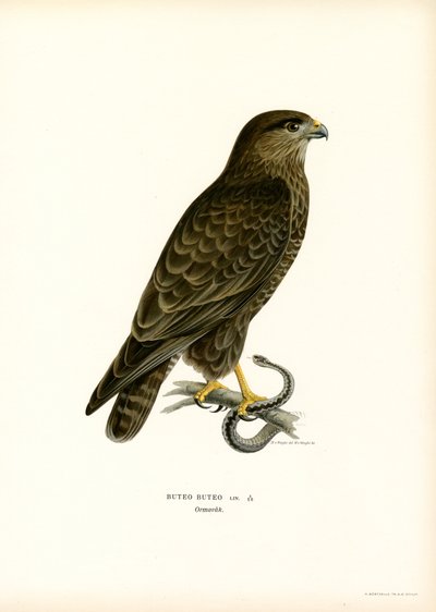 Poiana eurasiatica da Magnus Ferdinand and Wilhelm von Wright